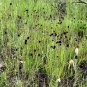 Grass-Leaved Coneflower Rudbeckia graminifolia 20 Seeds
