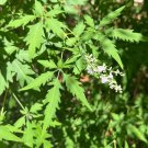 Chinese Chaste Tree 100 Seeds Vitex negundo Chinese Chaste Tree 100 Seeds Vitex negundo