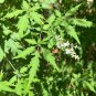 Chinese Chaste Tree 100 Seeds Vitex negundo
