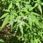 Chinese Chaste Tree 100 Seeds Vitex negundo