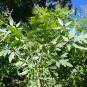 Chinese Chaste Tree 100 Seeds Vitex negundo