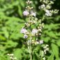 Chinese Chaste Tree 100 Seeds Vitex negundo