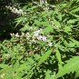 Chinese Chaste Tree 100 Seeds Vitex negundo