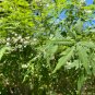 Chinese Chaste Tree 100 Seeds Vitex negundo