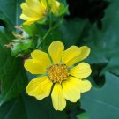 Leafcup Polymnia uvedalia 20 Seeds