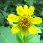 Leafcup Polymnia uvedalia 20 Seeds