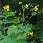 Leafcup Polymnia uvedalia 20 Seeds