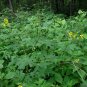 Leafcup Polymnia uvedalia 20 Seeds