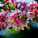 Apple Blossom Tree 10 Seeds Cassia nodosa Apple Blossom Tree 10 Seeds Cassia nodosa