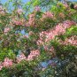 Apple Blossom Tree 10 Seeds Cassia nodosa