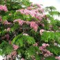 Apple Blossom Tree 10 Seeds Cassia nodosa