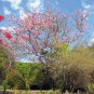 Apple Blossom Tree 10 Seeds Cassia nodosa