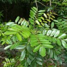 Paradise Tree Simarouba glauca 20 Seeds Paradise Tree Simarouba glauca 20 Seeds