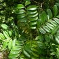 Paradise Tree Simarouba glauca 20 Seeds