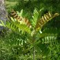 Paradise Tree Simarouba glauca 20 Seeds