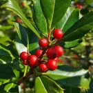 American Holly Ilex opaca 100 Seeds