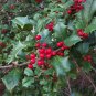 American Holly Ilex opaca 100 Seeds