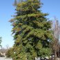 American Holly Ilex opaca 100 Seeds