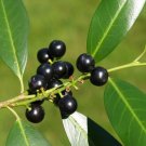 Cherry Laurel Prunus laurocerasus 20 Seeds Cherry Laurel Prunus laurocerasus 20 Seeds