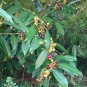 Cherry Laurel Prunus laurocerasus 20 Seeds