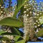 Cherry Laurel Prunus laurocerasus 20 Seeds