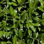 Cherry Laurel Prunus laurocerasus 20 Seeds