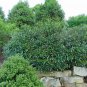 Cherry Laurel Prunus laurocerasus 20 Seeds