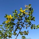 Creosote Bush Larrea tridentanta 100 Seeds Creosote Bush Larrea tridentanta 100 Seeds