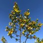 Creosote Bush Larrea tridentanta 100 Seeds
