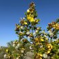 Creosote Bush Larrea tridentanta 100 Seeds