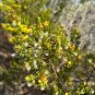 Creosote Bush Larrea tridentanta 100 Seeds