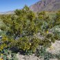 Creosote Bush Larrea tridentanta 100 Seeds