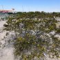 Creosote Bush Larrea tridentanta 100 Seeds