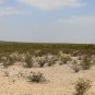 Creosote Bush Larrea tridentanta 100 Seeds