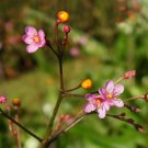 Fameflower Jewels of Opar Talinum paniculatum 100 Seeds Fameflower Jewels of Opar Talinum paniculatum 100 Seeds