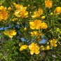 Christmas Senna 20 Seeds Senna pendula