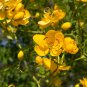 Christmas Senna 20 Seeds Senna pendula