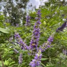 Chaste Tree Vitex agnus-castus 100 Seeds Chaste Tree Vitex agnus-castus 100 Seeds