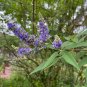 Chaste Tree Vitex agnus-castus 100 Seeds