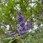 Chaste Tree Vitex agnus-castus 100 Seeds