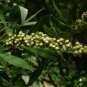 Chaste Tree Vitex agnus-castus 100 Seeds