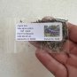 Chaste Tree Vitex agnus-castus 100 Seeds