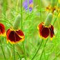 Mexican Hat Ratibida columnifera 100 Seeds