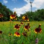 Mexican Hat Ratibida columnifera 100 Seeds