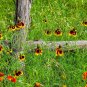Mexican Hat Ratibida columnifera 100 Seeds
