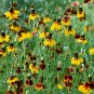 Mexican Hat Ratibida columnifera 100 Seeds