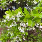Sparkleberry Vaccinium arboreum 100 Seeds