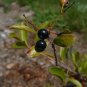 Sparkleberry Vaccinium arboreum 100 Seeds