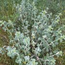 White Horehound Marrubium vulgare 100 Seeds