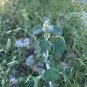 White Horehound Marrubium vulgare 100 Seeds